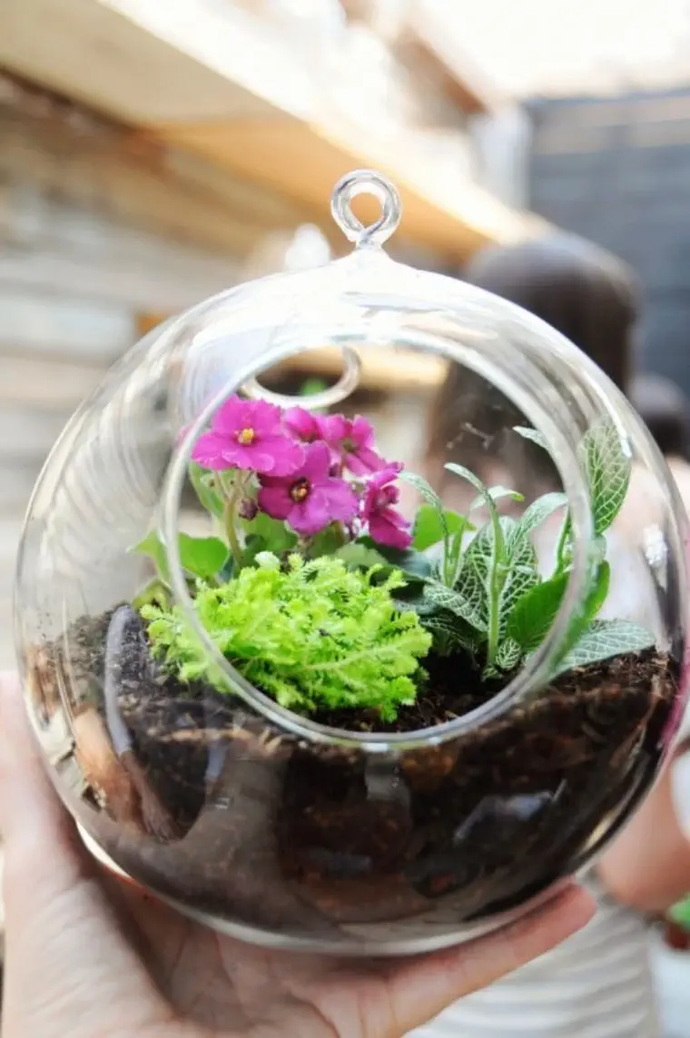 Terrarium de plantas mini