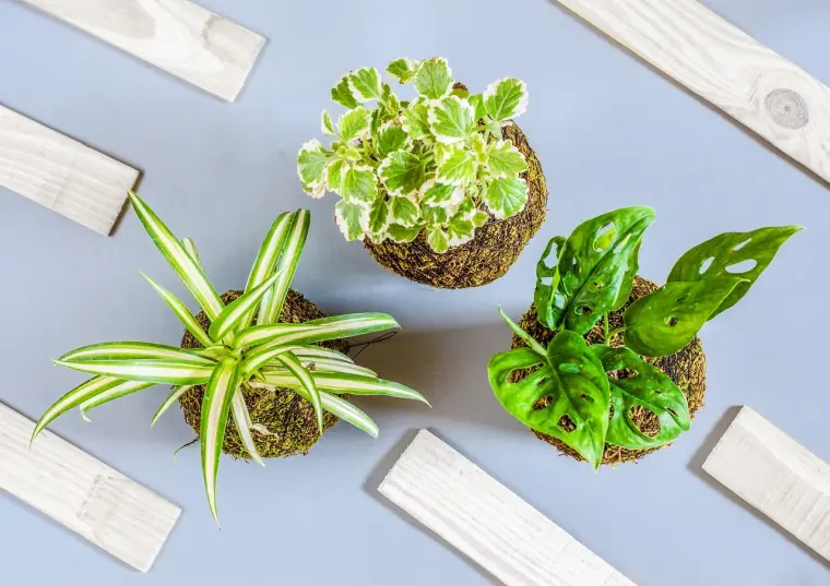 como elegir plantas para tu casa