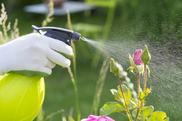 spray para proteger roseiras no jardim