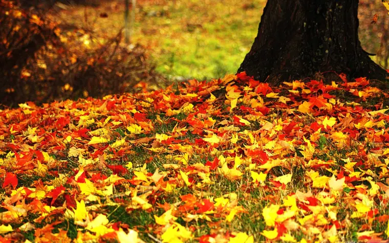 hojas caidas es mejor dejarlas en el suelo