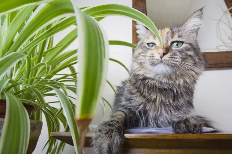 Plantas de casa não tóxicas para animais de estimação viverem com gatos