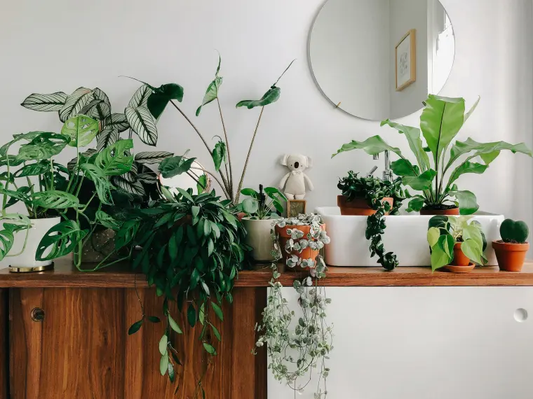 plantas de interior modernas