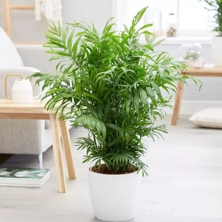 plantas de interior populares palmera