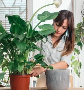 Plantas purificadoras de aire - Conoce las mejores plantas para obtener este invierno 2023