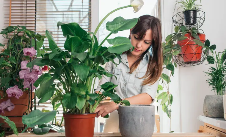 plantas purificadoras de aire