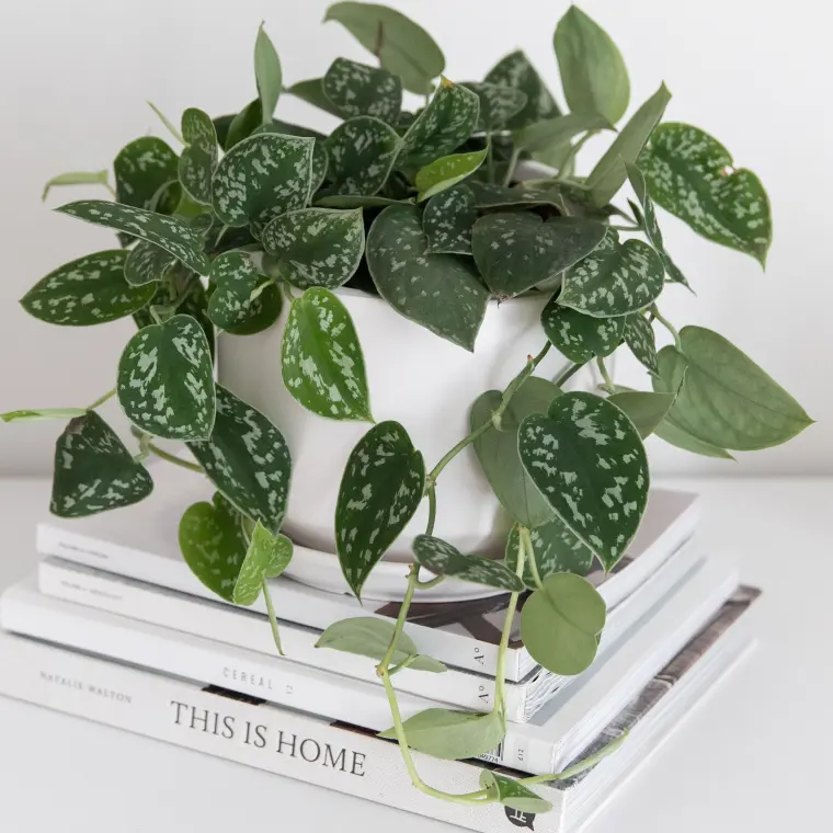 potos planta para purificar el aire