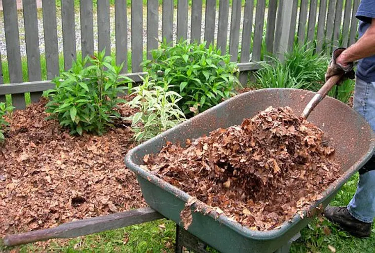 que es el mulch y porque es bueno para el jardin
