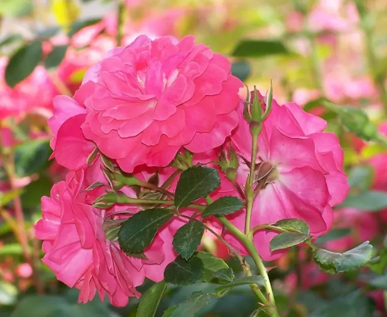 rosales bellos en el jardín