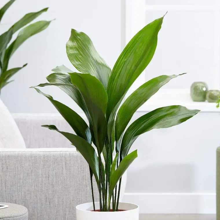 Aspidistra plantas interiores que necesitan poca luz