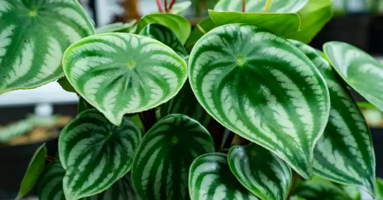 Peperomia planta interior de bajo mantenimiento