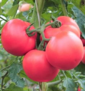 Tomates: Que sí y que no… 8 plantas ideales para acompañar tu cultivo de tomates