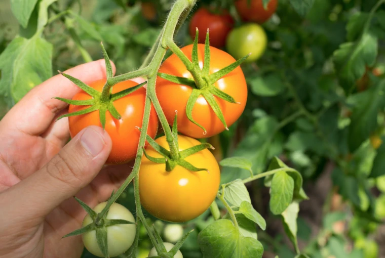 benefícios da poda do tomateiro