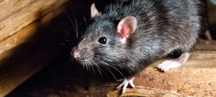 como deshacerse de las ratas remediso caseros