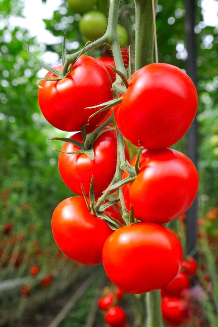 como engordar tomates
