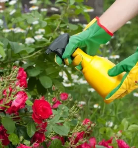 Fungicida NATURAL para tus rosales: Todo lo que debes saber para acabar con las plagas