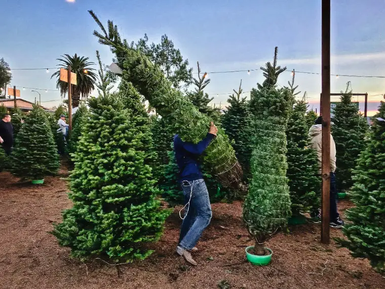 comprar o no árbol de navidad real