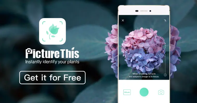 de las mejores apps para identificar las plantas pictureThis