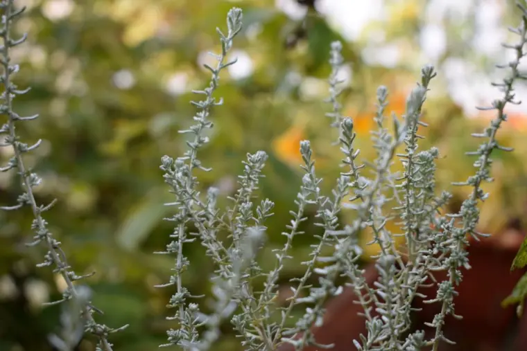 hierbas aromaticas listas para el invierno