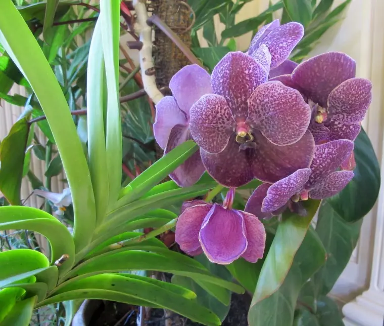 as orquídeas son una flor delicada y fuerte a la vez
