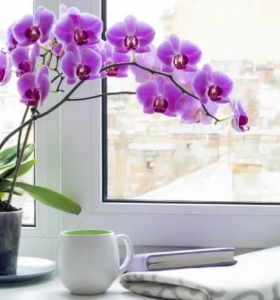 las orquídeas violetas son preciosas