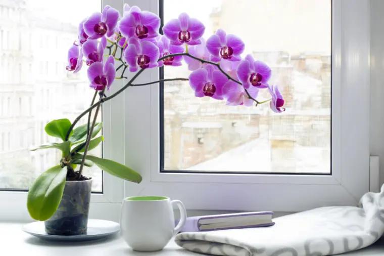 las orquídeas violetas son preciosas