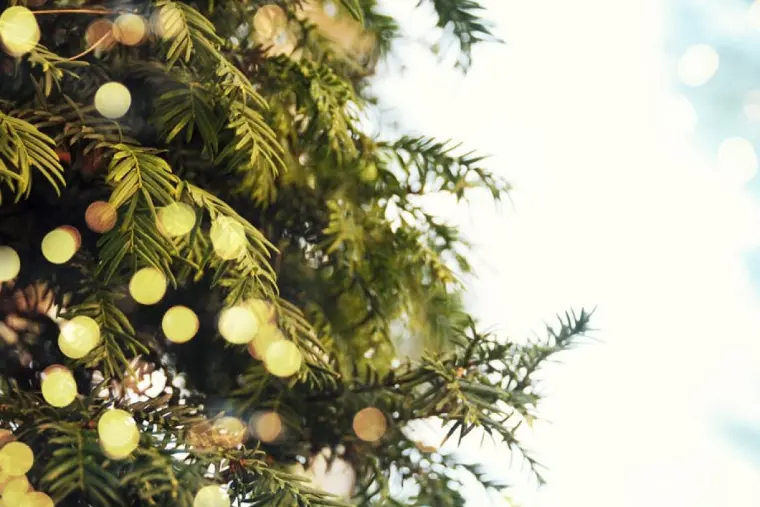 luces de árbol de navidad natural