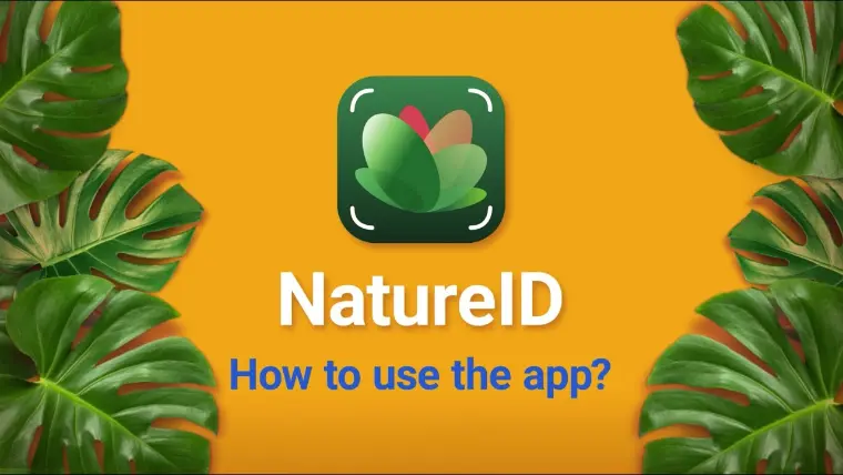 natureID aplicaciones para identificar plantas gratis
