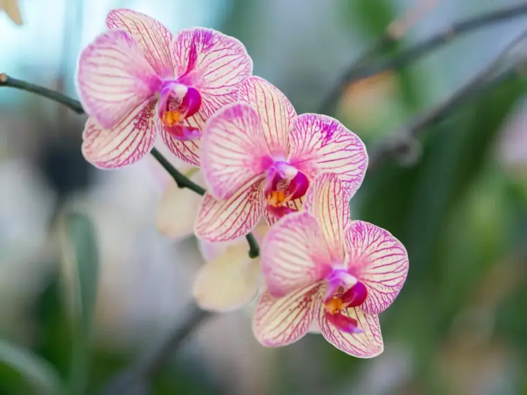 orquídeas phalaenopsis