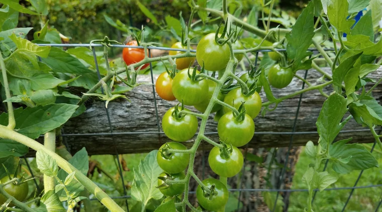 planta tomatera
