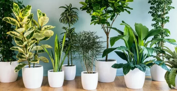 plantas de interior fáciles de cultivar