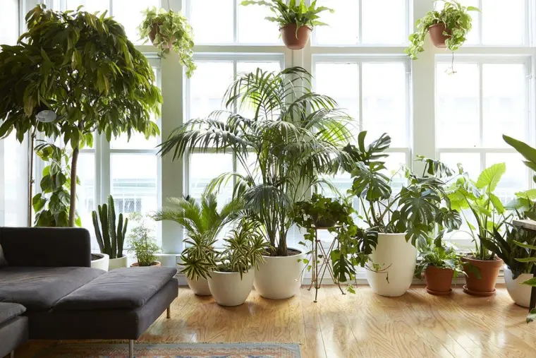 plantas para casas humedas ideas
