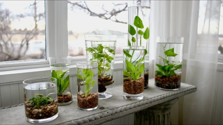 plantas que crecen con agua y tierra