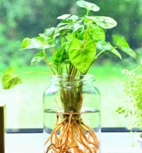 Plantas que crecen en agua: Tips y consejos para tener estas FABULOSAS plantas de interior
