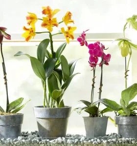 Cómo hacer florecer las orquídeas - Trucos efectivos