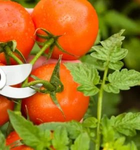 Podar las plantas de Tomate: La Mejor manera de hacer que tus tomates engorden