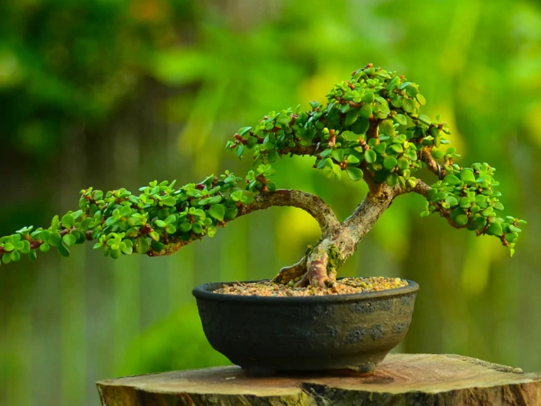 tener un bonsai casero
