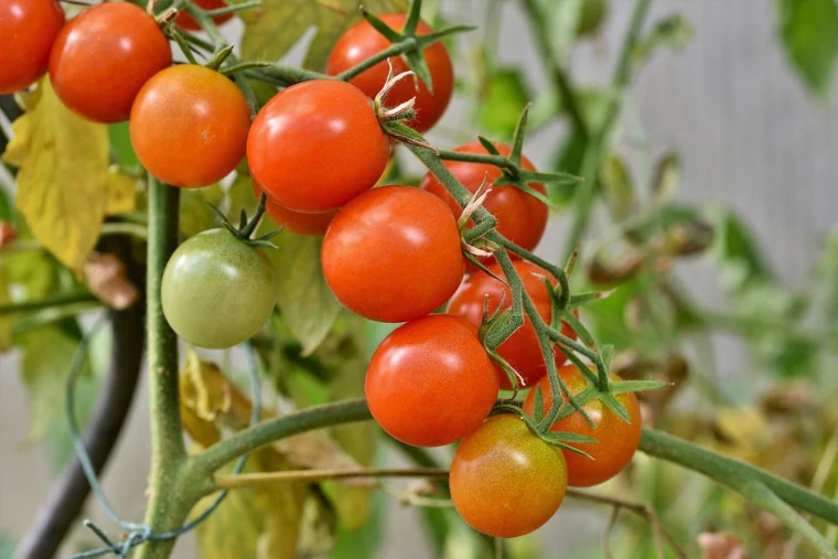 tomates⁣ determinados