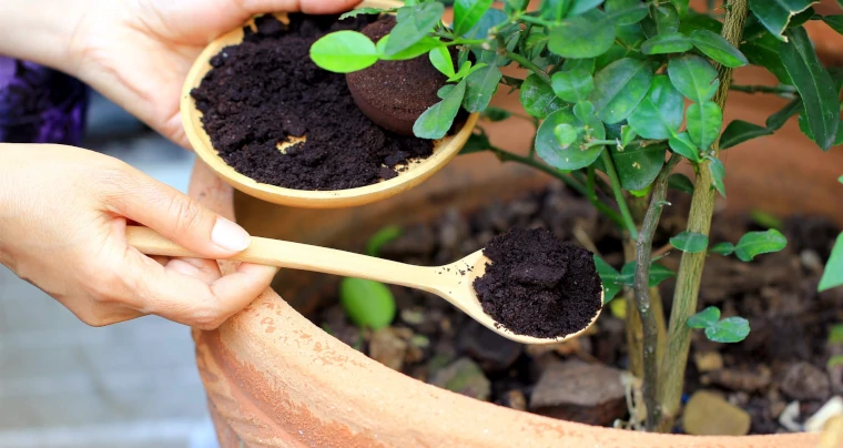 usos para posos de café en jardinería