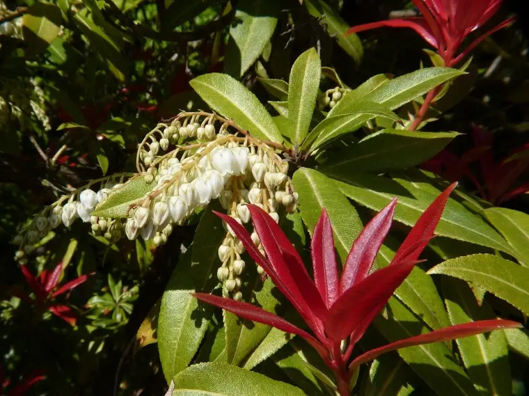 Pieris japonica plantas de frio