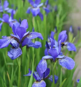 Plantes vivaces rustiques Iris