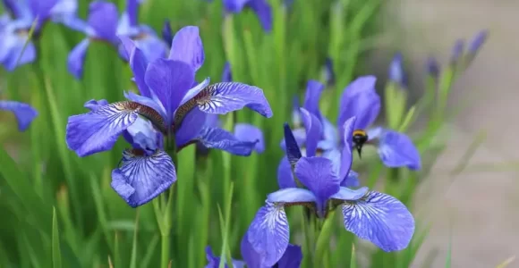 Plantes vivaces rustiques Iris