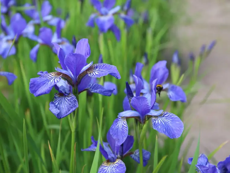 Cuáles son las plantas perennes resistentes Iris