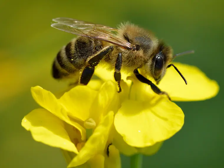 abelha polinizadora 