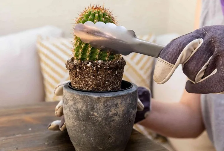como transplantar cactus sin pincharse