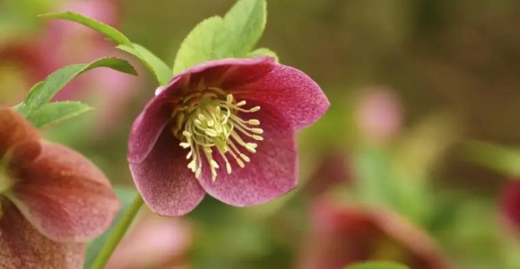 heléborus spp. plantas con flores de invierno