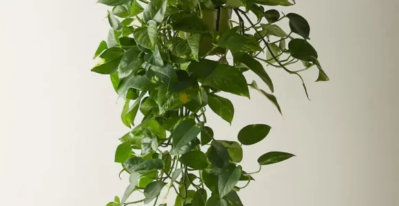 pothos para decorar la casa con plantas colgantes