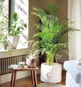 que plantas eliminan el moho dentro de la casa