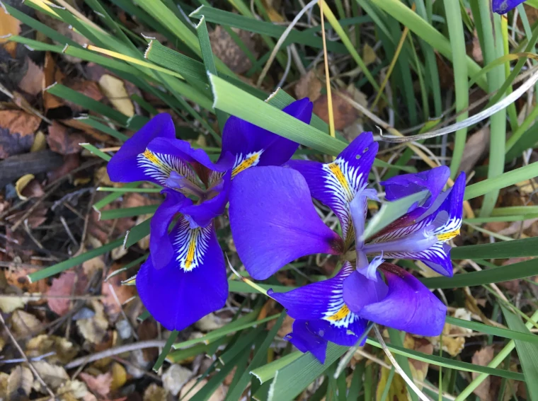 Flores de iris de Argelia