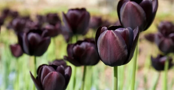 Flor de tulipán negro