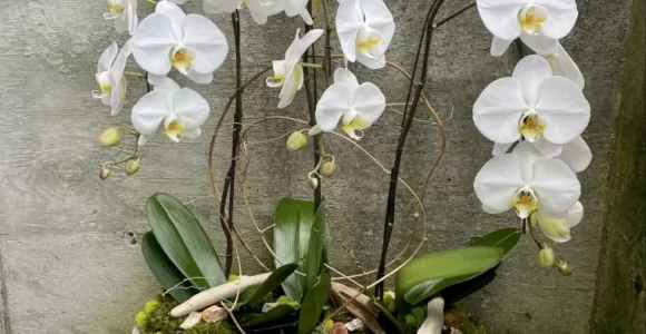 orquídea polilla